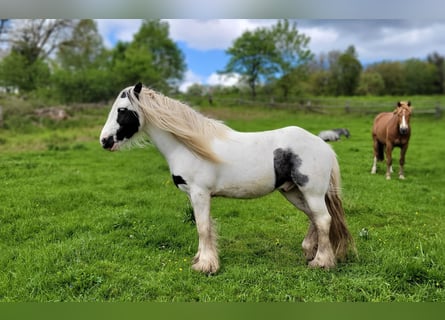 Tinker, Hongre, 7 Ans, 137 cm, Pinto