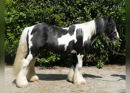 Tinker, Hongre, 8 Ans, 128 cm, Pinto
