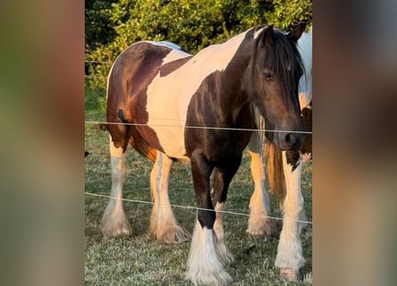 Tinker, Jument, 10 Ans, Pinto