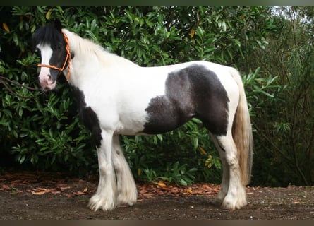 Tinker, Jument, 11 Ans, 142 cm, Pinto