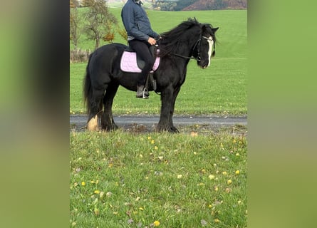 Tinker, Jument, 12 Ans, 146 cm, Noir