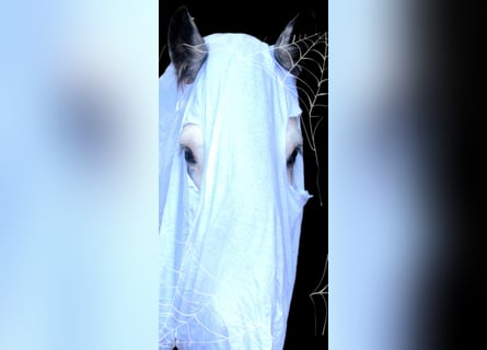 Tinker, Jument, 14 Ans, 135 cm, Rouan Bleu