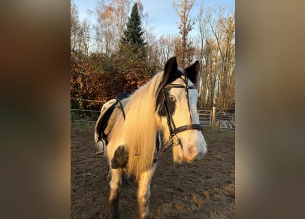 Tinker, Jument, 17 Ans, 142 cm, Pinto