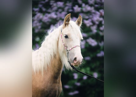 Tinker, Jument, 1 Année, Palomino