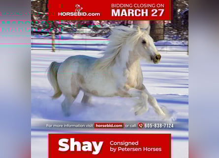 Tinker, Jument, 2 Ans, Buckskin