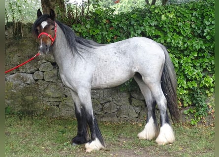 Tinker, Jument, 2 Ans, Roan-Bay