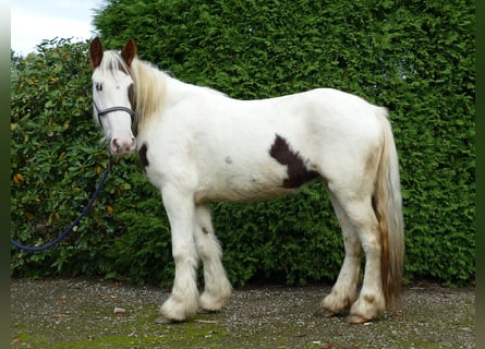 Tinker, Jument, 3 Ans, 137 cm, Pinto