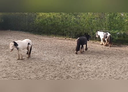 Tinker, Jument, 3 Ans, 144 cm, Noir