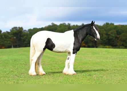 Tinker, Jument, 3 Ans, Pinto