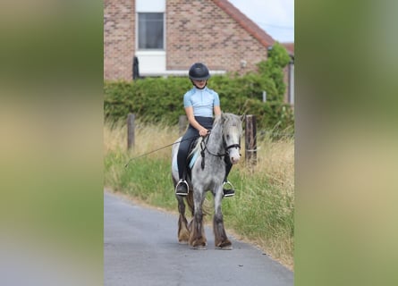 Tinker, Jument, 4 Ans, 117 cm, Rouan Bleu
