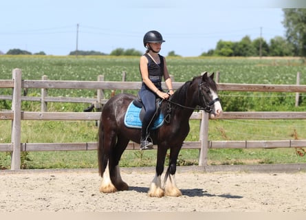 Tinker, Jument, 4 Ans, 120 cm, Noir