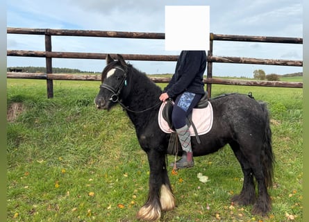 Tinker, Jument, 4 Ans, 125 cm, Noir