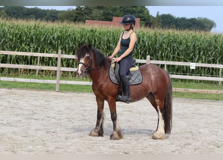 Tinker, Jument, 4 Ans, 130 cm, Roan-Bay
