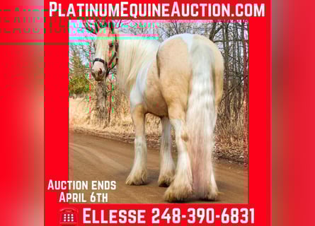 Tinker, Jument, 4 Ans, Palomino