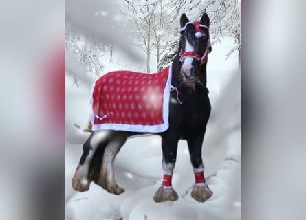 Tinker, Jument, 5 Ans, 128 cm, Noir