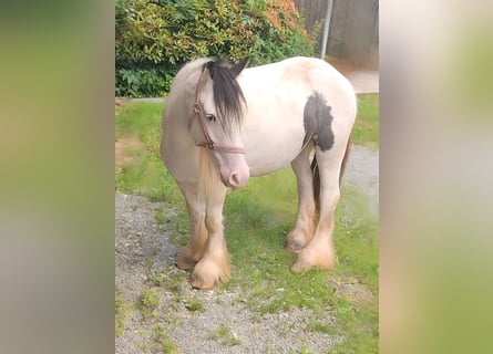 Tinker, Jument, 5 Ans, 135 cm, Pinto