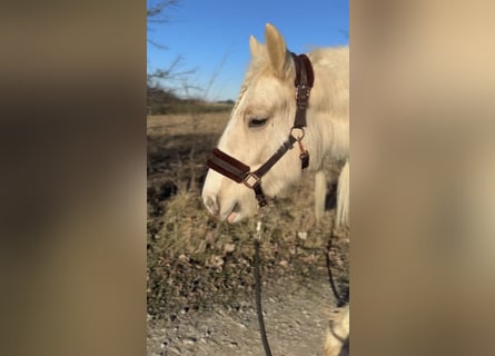 Tinker, Jument, 5 Ans, 140 cm, Palomino
