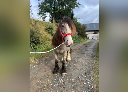 Tinker, Jument, 5 Ans, 142 cm, Buckskin