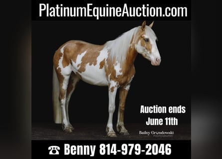Tinker, Jument, 5 Ans, Palomino