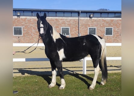 Tinker, Jument, 6 Ans, 152 cm, Pinto