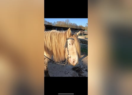 Tinker, Jument, 7 Ans, 129 cm, Champagne