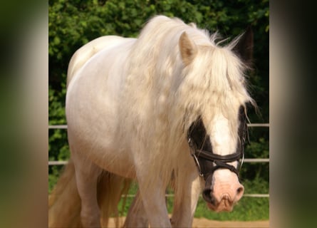 Tinker, Jument, 7 Ans, 135 cm, Pinto