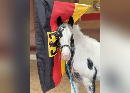 Tinker, Jument, 7 Ans, 144 cm, Pinto