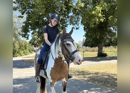 Tinker, Jument, 7 Ans, 152 cm, Pinto