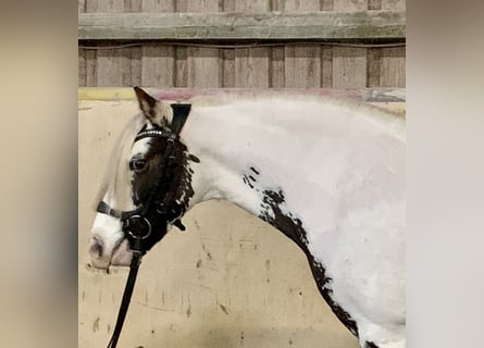 Tinker, Jument, 8 Ans, 135 cm, Pinto