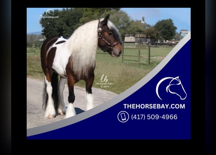 Tinker, Jument, 8 Ans, Tobiano-toutes couleurs