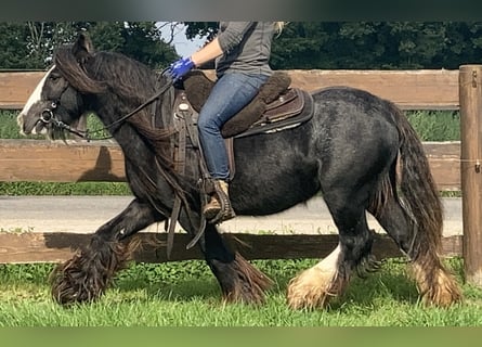 Tinker, Jument, 9 Ans, 129 cm, Noir