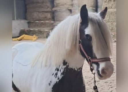 Tinker, Jument, 9 Ans, 135 cm, Pinto