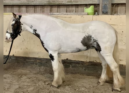 Tinker, Jument, 9 Ans, 135 cm, Pinto