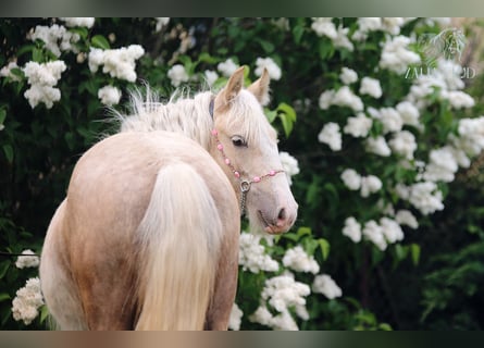 Tinker, Jument, Poulain (01/2026), Palomino