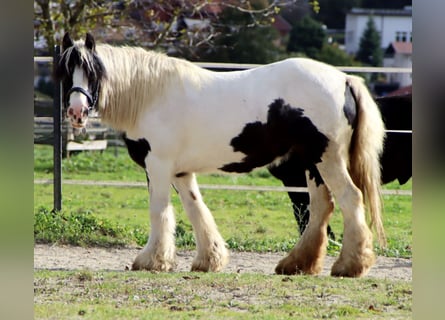Tinker, Klacz, 11 lat, 140 cm, Srokata