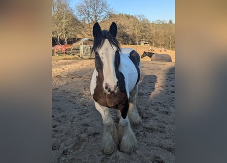 Tinker, Klacz, 11 lat, 148 cm, Srokata