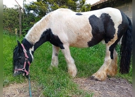 Tinker, Klacz, 13 lat, 145 cm, Srokata