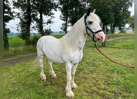 Tinker, Klacz, 14 lat, 146 cm, Srokata