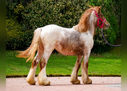 Tinker, Klacz, 1 Rok, 150 cm, Kasztanowatodereszowata
