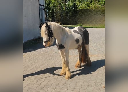 Tinker, Klacz, 4 lat, 136 cm, Srokata