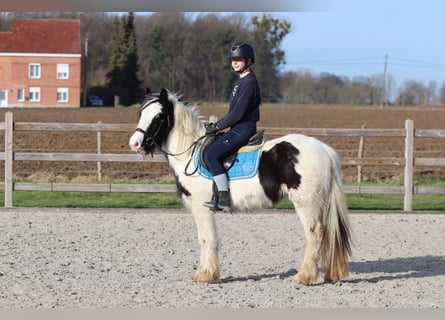 Tinker, Klacz, 5 lat, 133 cm, Srokata