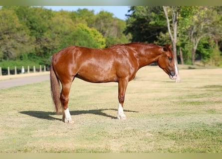 Tinker, Klacz, 5 lat, 152 cm, Ciemnokasztanowata