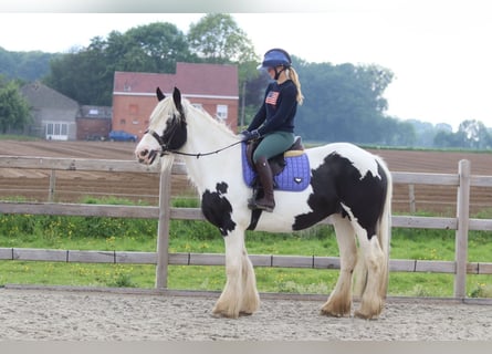 Tinker, Klacz, 6 lat, 160 cm, Srokata
