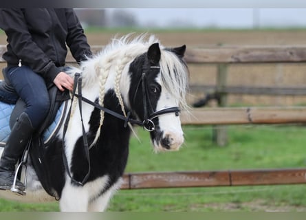 Tinker, Klacz, 9 lat, 120 cm, Srokata