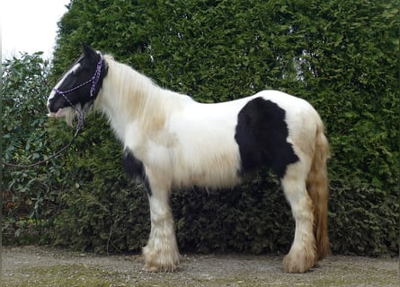 Tinker, Klacz, 9 lat, 140 cm, Srokata