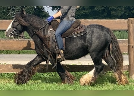 Tinker, Merrie, 11 Jaar, 129 cm, Zwart