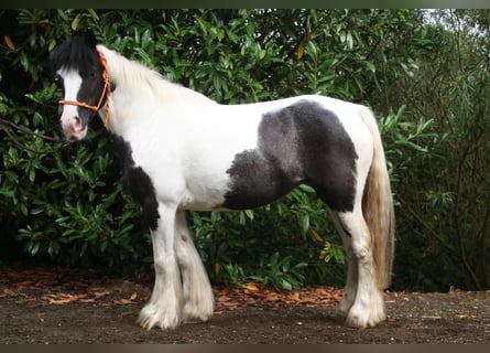 Tinker, Merrie, 11 Jaar, 142 cm, Gevlekt-paard