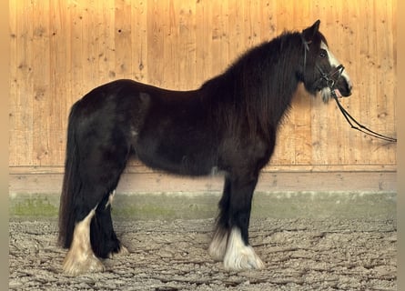 Tinker, Merrie, 11 Jaar, 142 cm, Zwart
