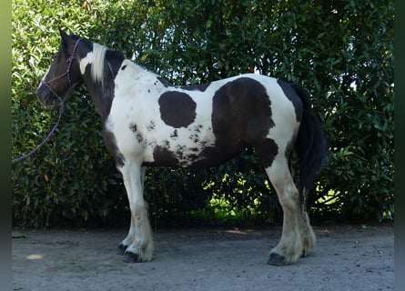 Tinker Mix, Merrie, 11 Jaar, 160 cm, Gevlekt-paard
