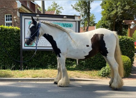 Tinker, Merrie, 12 Jaar, 133 cm, Gevlekt-paard